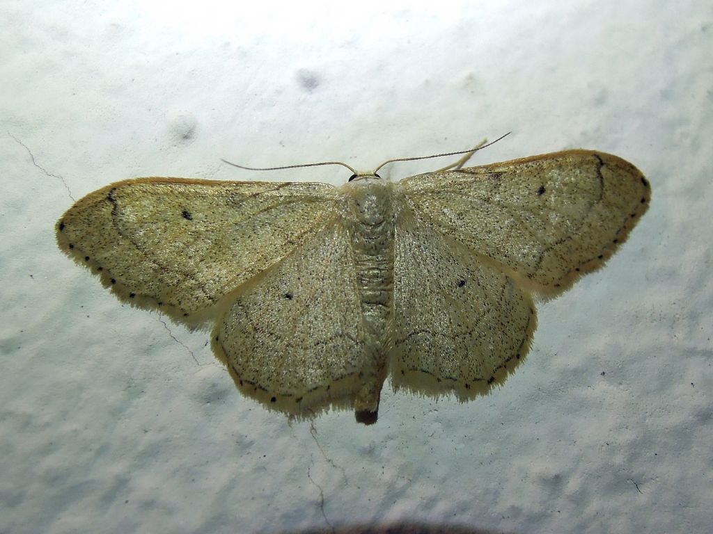 Idaea aversata f. remutata, Geometridae